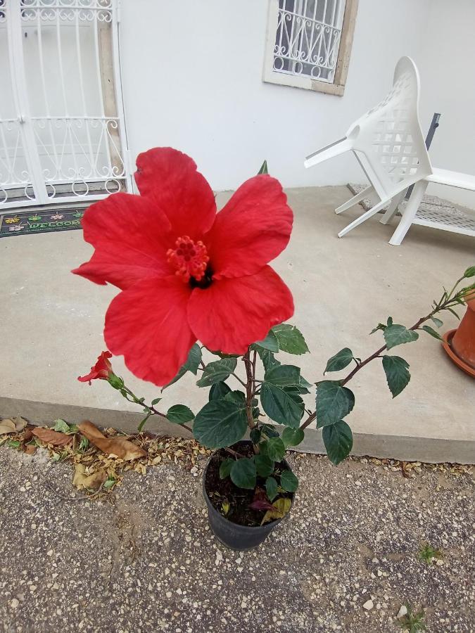 Hibiscus Siracusa Syracuse Екстер'єр фото
